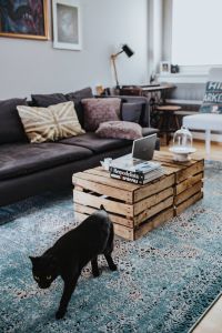 Designer living room interior with a black cat