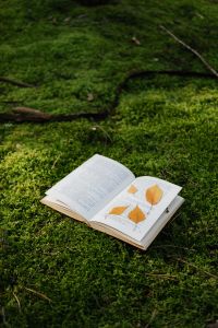 Kaboompics - An open book with dried leaves lies on the moss in the forest