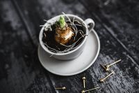 Little seedling in a cup with small golden pins on a wooden board
