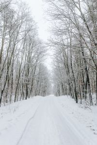 A snowy road in the forest