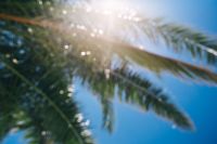 Blurred palm tree