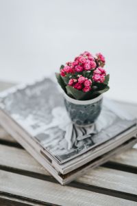 Little pink flowers in a pot with various items