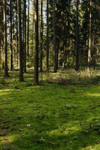 Kaboompics - Moss - trees - woods - forest