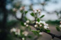 Kaboompics - Close-ups of leaves, flowers and fruit on trees, part 1