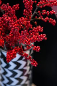 Red rowan in a black-and-white pot