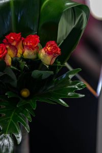Kaboompics - Close-up of little red and yellow roses