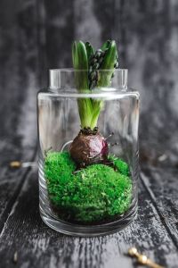 Green seedling planted in a glass pot