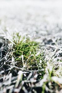 Kaboompics - Frost covered grass in the morning