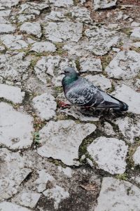 Kaboompics - Old brick and stone pavements and pigeon