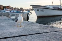Seagull at Nessebar Port, Bulgaria