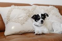 Kaboompics - Cute small dog at home cuddling on a couch - black or white dog - blanket and leather sofa