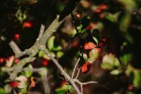 Close-ups of leaves, flowers and fruit on trees, part 2