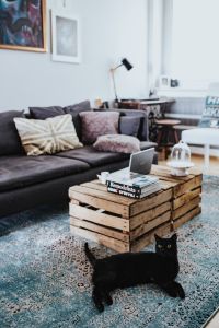 Designer living room interior with a black cat