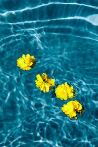 Small yellow flowers floating in the pool
