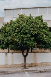 Kaboompics - Oranges on the tree