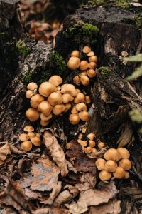 Kaboompics - Mushrooms