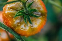 Kaboompics - A large red tomato grows on the plant