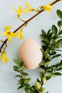 Kaboompics - Easter Eggs & Forsythia & Buxus - Boxtree - Boxwood