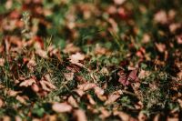 Brown leaves on the grass