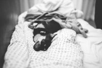 Kaboompics - Dog lying on a bed