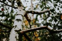 Kaboompics - Birch trees
