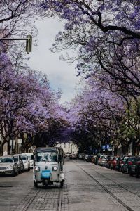 Kaboompics - Purple Jacaranda trees and Tuk Tuk taxi. At Avenida Dom Carlos I, Lisbon, Portugal