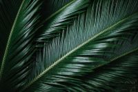 Kaboompics - Sago Palm
