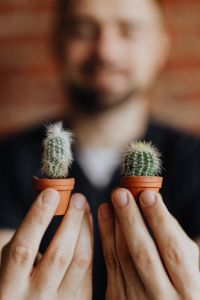 Miniature cacti in clay pots