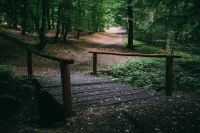 Wooden bridge in a forest