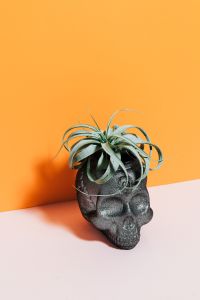 Kaboompics - Halloween objects with negative space