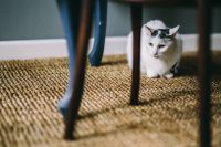 Black and white cat on a floor under a table