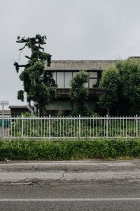Kaboompics - Municipal greenery - modern house, trees, hedge and fence