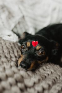 A dog with heart on head