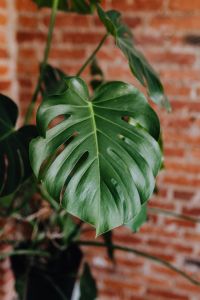 Green leaves of Monstera plant growing at home