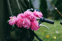 Beautiful pink flowers in a bicycle basket