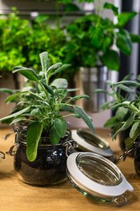 Green plants in glass jars on a table