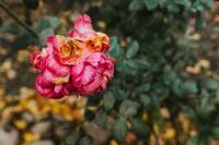 Pink flower in an autumn garden