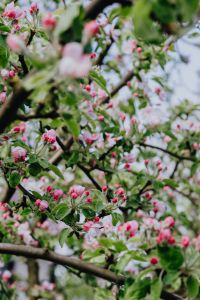 A blooming apple trees in spring