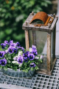Blue viola flowers with an old empty lantern