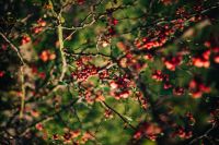 Red rowan on trees
