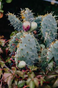 A prickly pear cactus with fruit