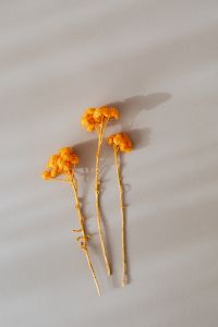 Orange dry flowers