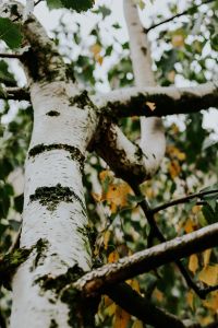 Kaboompics - Birch trees