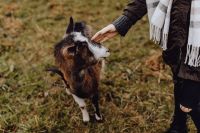 Kaboompics - A woman petting a lovely brown goat