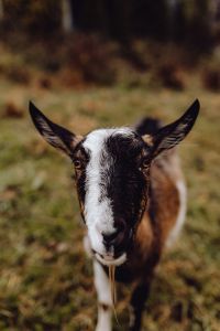 Kaboompics - A cute brown goat on pasture