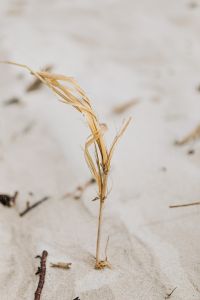Kaboompics - dried grass on the beach