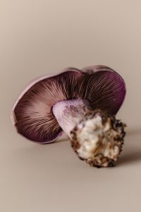 Kaboompics - Mushroom Aesthetic Free Photos – Purple-Gilled Wood Blewit – Fungi Backgrounds