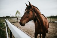 Kaboompics - Portrait of a horse