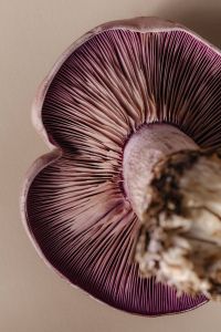 Kaboompics - Mushroom Aesthetic Free Photos – Purple-Gilled Wood Blewit – Fungi Backgrounds