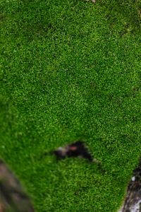 Kaboompics - Fresh green moss